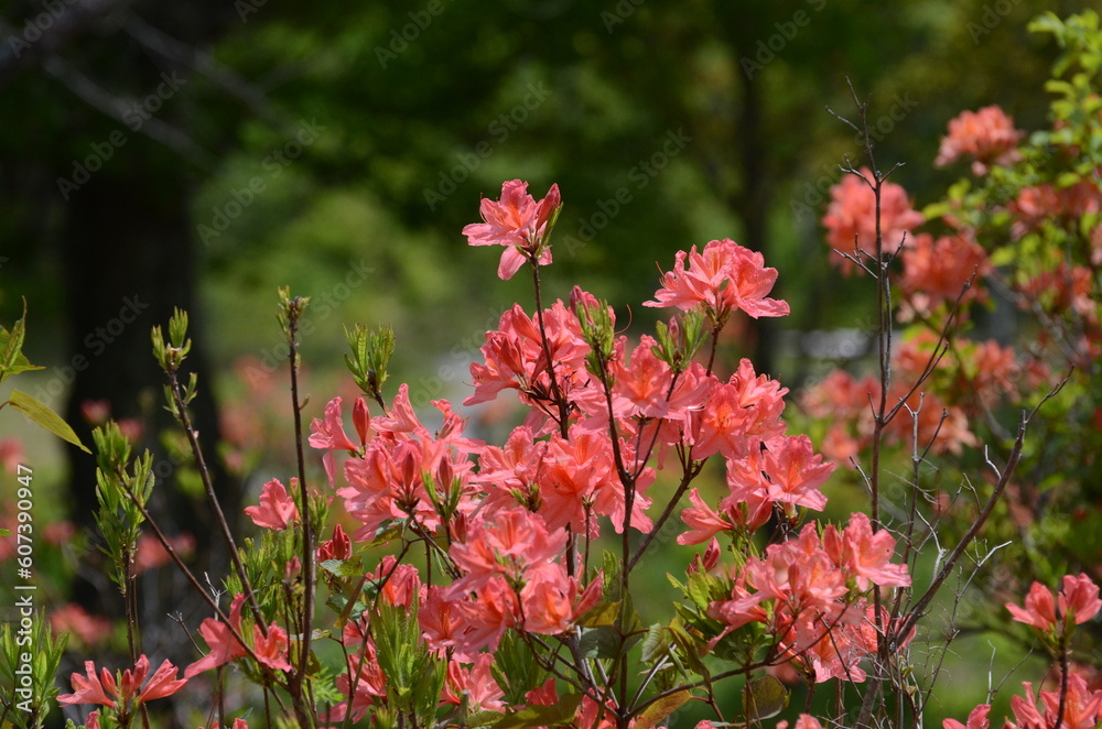 治部坂高原のれんげつつじ