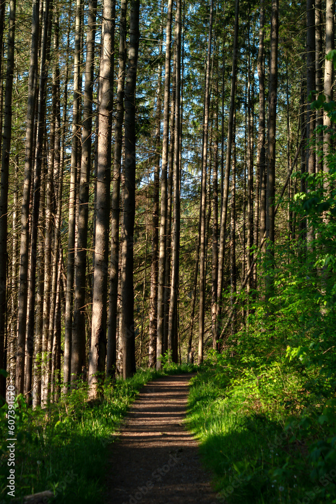 Obraz premium Forest hiking trail summer activity copy space backgrounds, vertical image