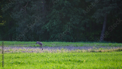 Żuraw ptak stojący na zaoranym polu jedzący posiłek, skubiąc ziarna wieczorową porą 
