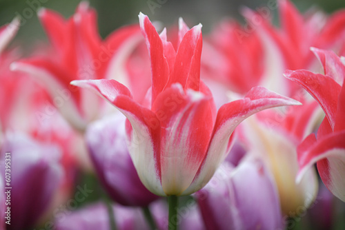 red tulips in the garden © vahitemre