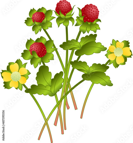 India strawberry, Indian strawberry or false strawberry (Duchesnea indica) plant with red berry fruit, leaf & yellow flower. Asian medicinal plant for cancer prevention & beaty face mask, edible fruit