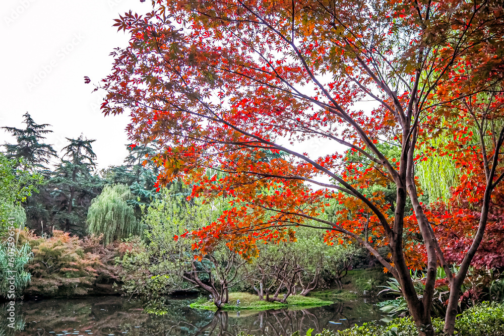 Autumn in Front Lake Park in  china