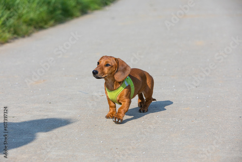 sausage dog puppy walks on a street