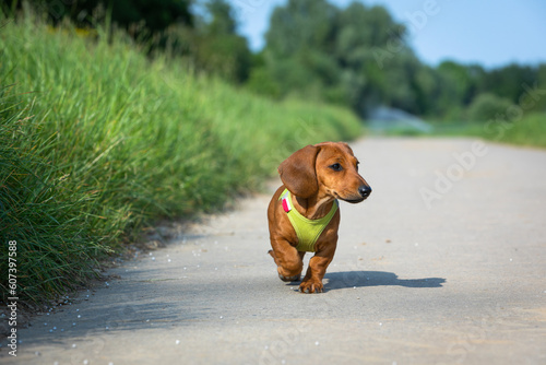 puppy teckel dog walks on a street photo