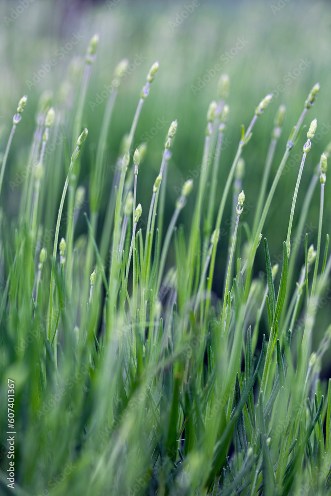 Provence - lavender field