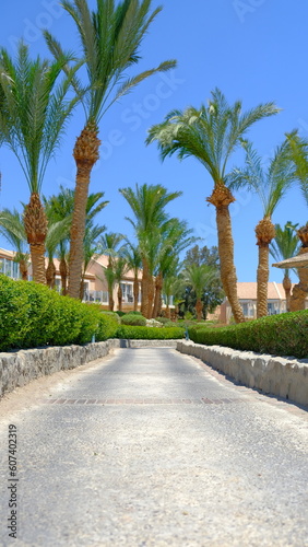 Relaxing View of a path in El gouna resort  Hurghada   Egypt with Palm trees and Greenery everywhere 