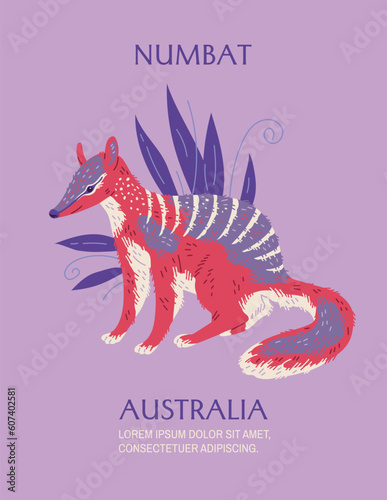 Numbat Australian animal poster with text, flat vector illustration. photo