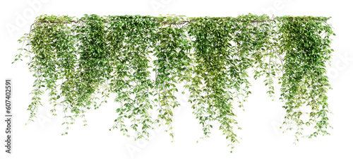 Tela Group of Mucuna Pruriens creeper plants isolated on transparent background
