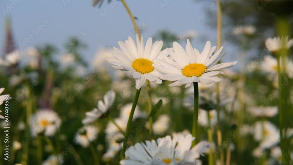 Daisies in the field close-up on the background of the sky on a summer evening in the wind. Daisies in the field close-up on the background of the sky on a summer evening in the wind.