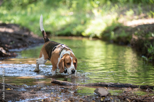 Beagle dog walking in stream in shady park
Concept: pet