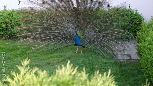 The blue peacock spread its multicolored tail feathers to attract females.