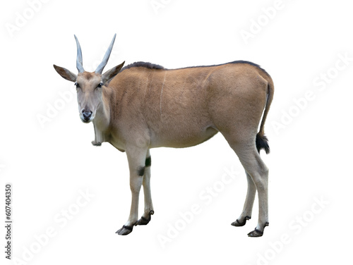 eland antelope isolated on white background photo