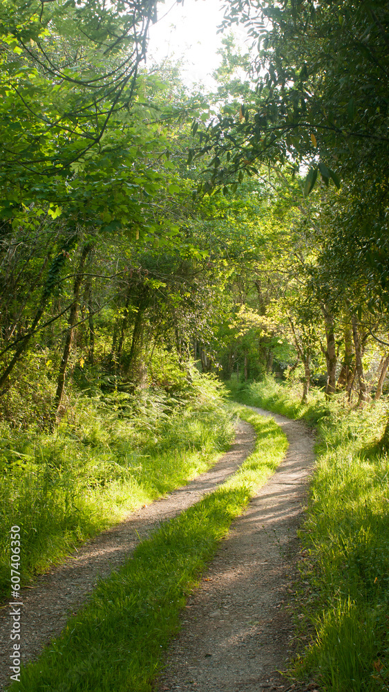 Obraz premium Curva en camino rural en bosque soleado en primavera
