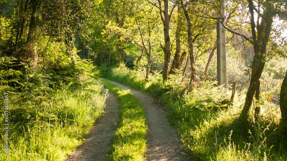 Curva en camino rural en bosque soleado en primavera Curva en camino rural en bosque soleado en primavera