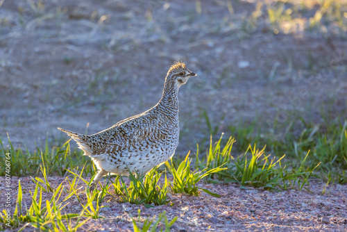 Sharp-tailed grouse (Tympanuchus phasianellus) in Badlands National Park 
 photo