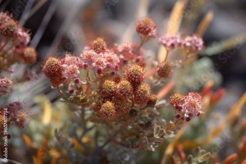 close-up of drought-tolerant native plant, with its unique texture and color, created with generative ai