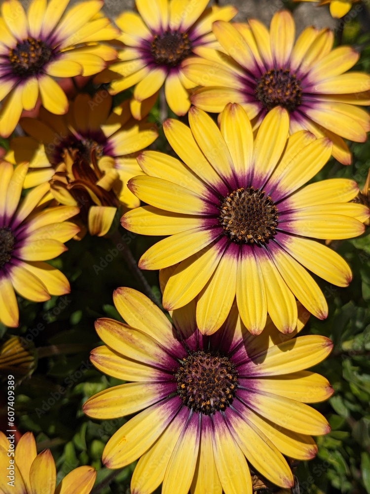 Yellow daisy flowers Yellow daisy flowers