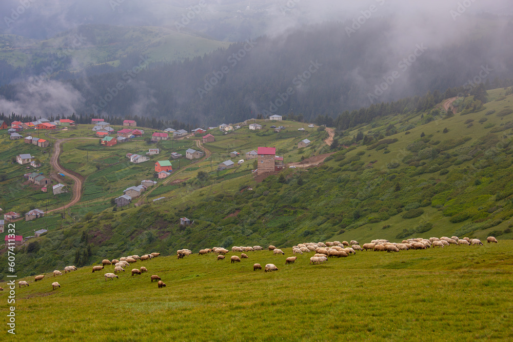 Giresun Province, Kulakkaya highland lush nature and houses and animals in the highland