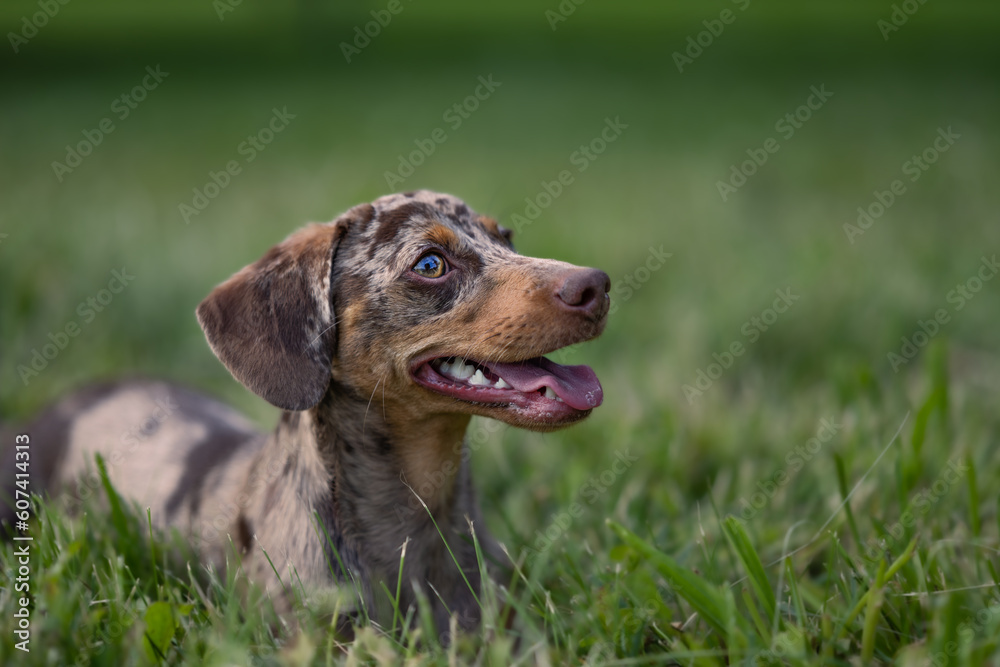 Harlequin dachshund, tender and sweet dog. Close ups and close-ups in a grassy and flowery mantle Harlequin dachshund, tender and sweet dog. Close ups and close-ups in a grassy and flowery mantle