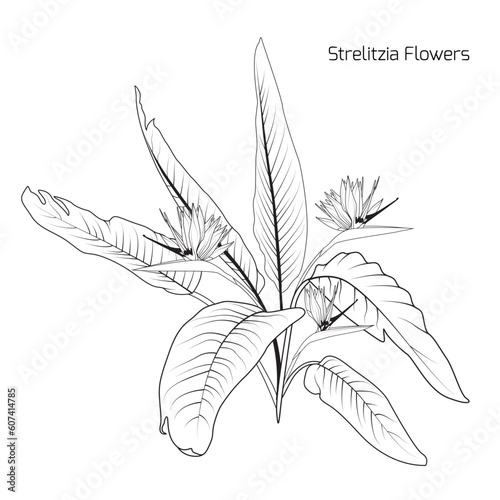 Bush of Strelitzia Reginae or bird of paradise flowers. Black and white line art set.