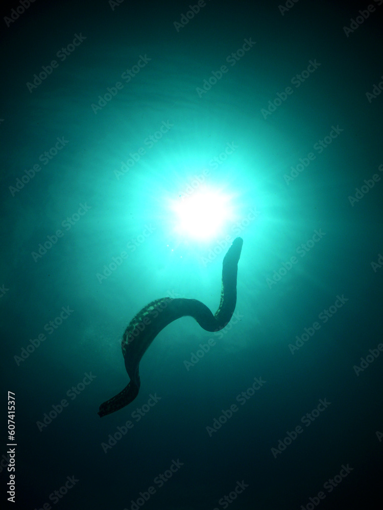 Fototapeta premium brown fish in the crystal clear waters of the caribbean sea