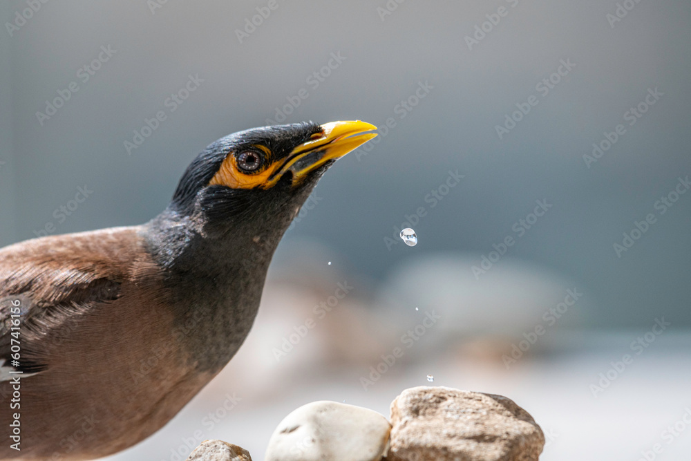 Fototapeta premium Isolated close up portrait of a single mature common/ Indian myna bird in domestic surroundings- Rehovot Israel