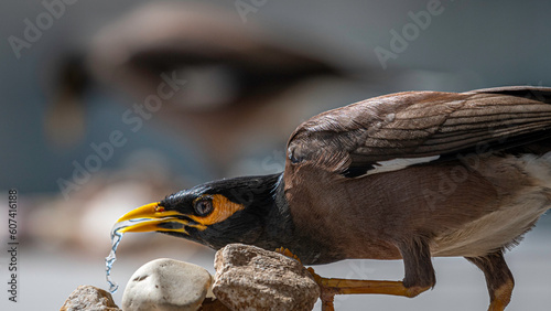 Isolated close up portrait of a single mature common/ Indian myna bird in domestic surroundings- Rehovot Israel photo