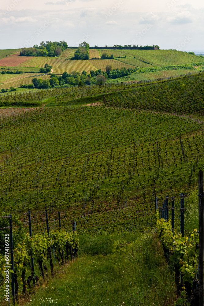 À la rencontre de l'histoire et de la nature : la colline du Letzenberg à Ingersheim, CeA, Grand Est, Alsace, France
