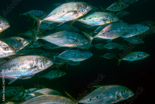 A school of Orange-spotted Trevally (Carangoides bajad) in the Red Sea, Egypt