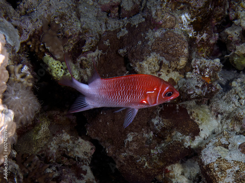 A Tailspot Squirrelfish (Sargocnetron caudimaculatum) in the Red Sea, Egypt photo