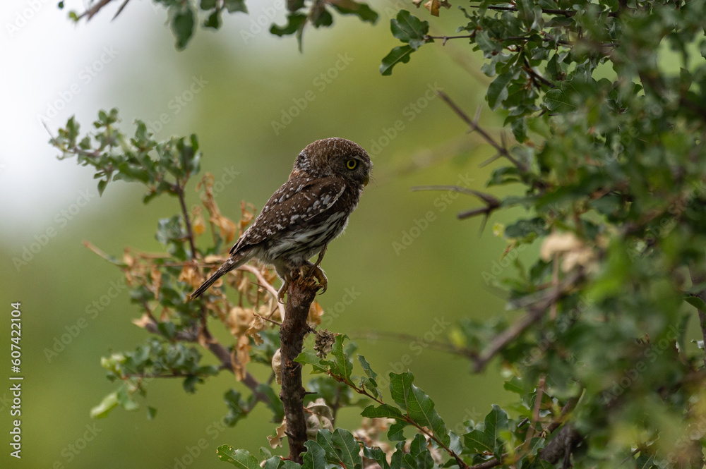 Glaucidium perlatum, Pearl-spotted Owlet, Chevêchette perlée Glaucidium perlatum, Pearl-spotted Owlet, Chevêchette perlée