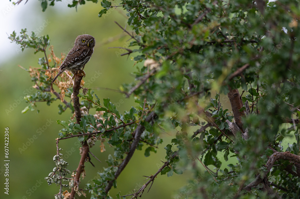 Glaucidium perlatum, Pearl-spotted Owlet, Chevêchette perlée