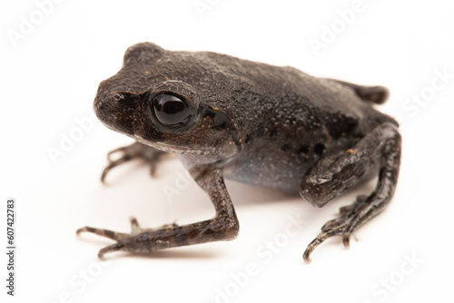 Hasselt's toad, Java spadefoot toad, Hasselt's litter frog, Leptobrachium hasseltii isolated on white background