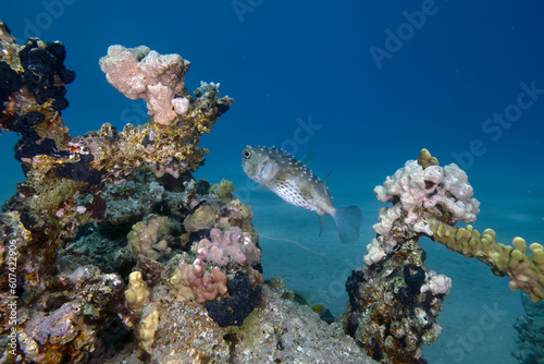 A Yellow-spotted Burrfish (Cyclichthys spilostylus) in the Red Sea, Egypt
