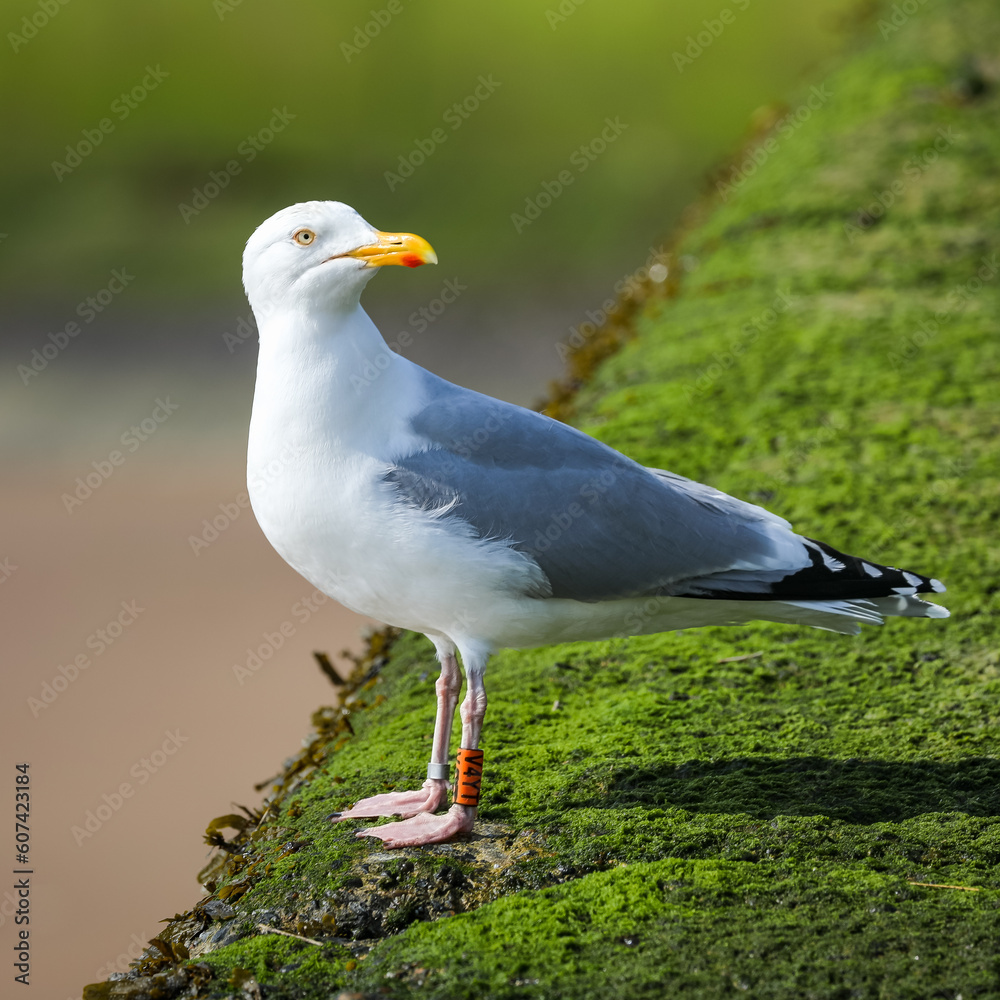 Obraz premium seagull on a rock