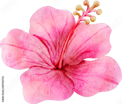 watercolor hibiscus flower © baddesigner