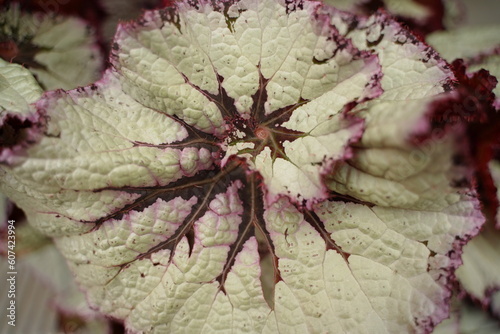 ベゴニア、葉、カラフル、綺麗、葉っぱ、クローズアップ、神代植物、日本、東京、庭園、公園、野外、空、植物、4月、5月、春、木、葉、緑、赤、黄色、模様、