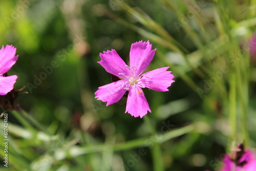 Dianthus lusitanus Brot.
