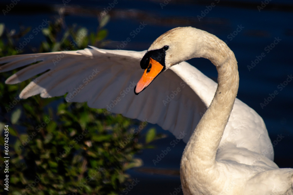 Obraz premium mute swan cygnus olor