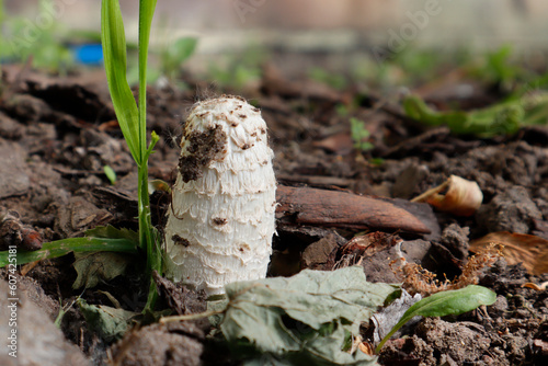 Czernidłak kołpakowaty (Coprinus comatus)