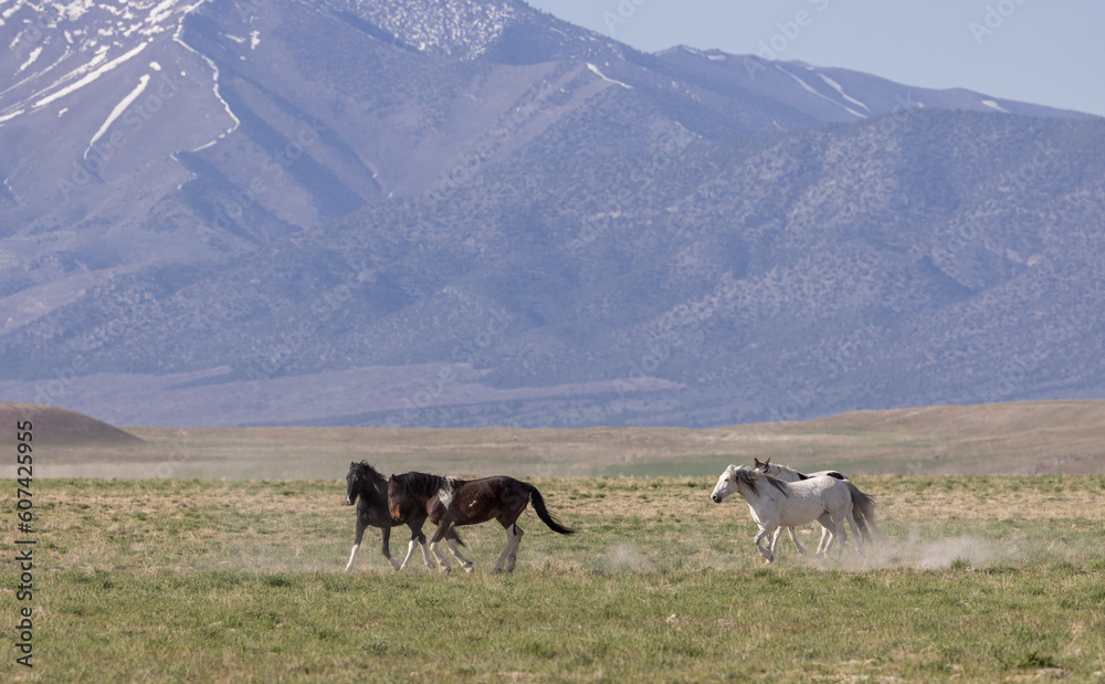 Beautiful Wild Horses in Springtime in the Utah Desert Beautiful Wild Horses in Springtime in the Utah Desert