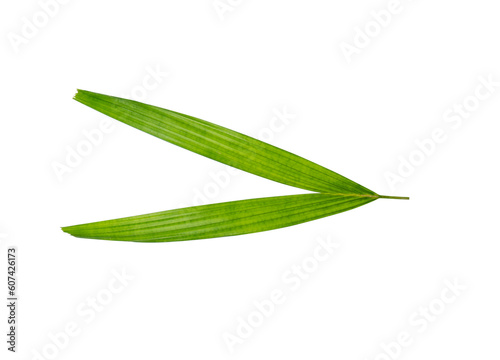 Green nature Palm leaf Coconut leaves on white background isolate with clipping path it easy to cut and edit.