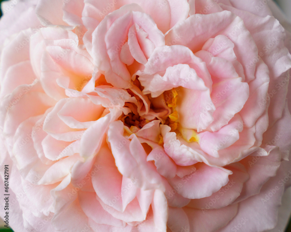 Closed up blooming petal layers of Japanese breed Mary Lennox Closed up blooming petal layers of Japanese breed Mary Lennox