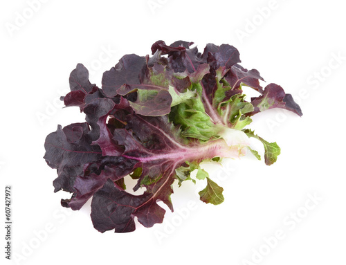 Red oak leaf lettuce isolated on white background