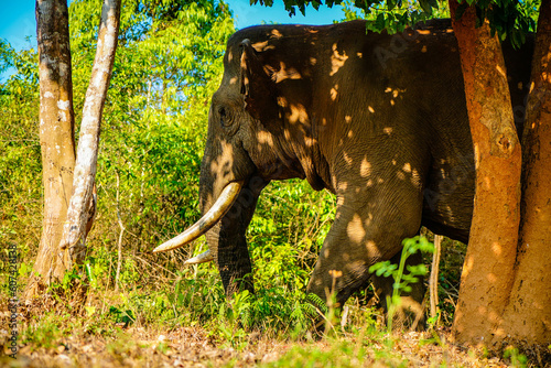 Asian wild elephant on the side of a forest road in Western Ghats photo