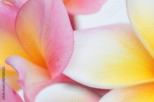 Many frangipani flowers are beautiful on a white background. with copy space