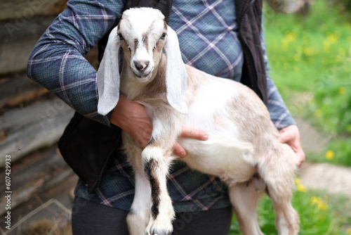 The Anglo-Nubian is a British breed of domestic goat. Little Nubian Long-eared baby goat Kid is on farmer's hands. Rustic vintage wooden background. Farm life moments. Benefits of Goat Milk