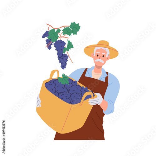 Aged male farmer holding branch of ripe grapes harvest in wicker basket isolated on white background