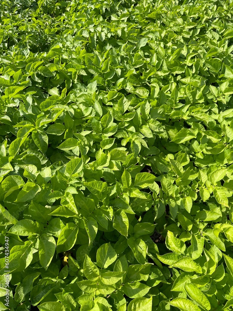 green leaves background green leaves background