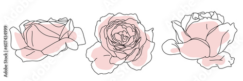Rose blossom in bloom black line on pink color abstract shape illustration. Hand drawn realistic detailed vector clipart collection.